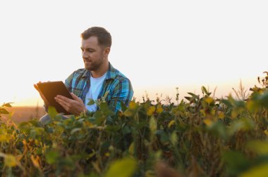 Günbatımında soya fasulyesi ekinlerini incelerken dijital tablet kullanan çiftçi, teknolojinin modern tarıma entegrasyonunu sergiliyor.