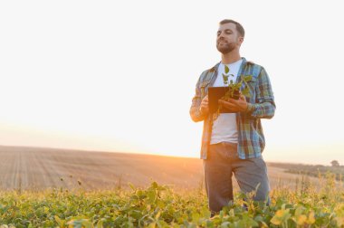 Soya bitkisi ve dijital tablet taşıyan çiftçi, büyümeyi analiz ediyor ve gün batımında ekili alanda sürdürülebilir tarım planlıyor.