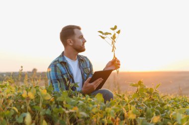 Soya bitkisini analiz eden ve gün batımında tarlada dijital tablet kullanan çiftçi, tarım teknolojisi ve mahsul izleme