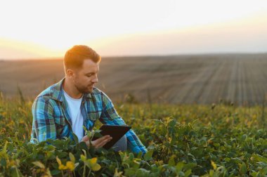 Günbatımında soya fasulyesi ekinlerini incelerken dijital tablet kullanan çiftçi, tarım alanında modern teknoloji uyguluyor.