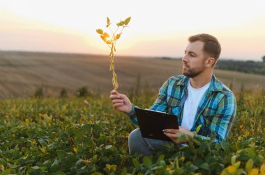 Agronomist günbatımında bir tarlada soya bitkisini analiz ederek sürdürülebilir tarım ve tarımsal ilerlemeyi sembolize ediyor.