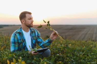 Agronomist soya bitkilerini gün batımında teftiş ediyor, tarımsal verileri toplamak ve analiz etmek için bir tablet kullanıyor.