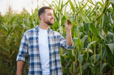Tarım tarlalarındaki sağlıklı mısır bitkilerini inceleyen çiftçi, verimli bir hasat garantisi veriyor.