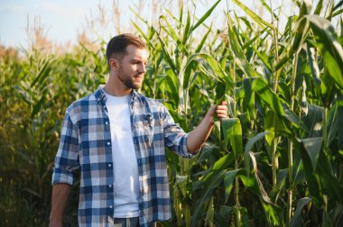 Genç çiftçi gün batımında mısır tarlasını inceliyor, bir yaprağa dokunuyor ve büyümesini kontrol ediyor.