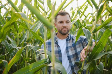 Tarladaki mısır saplarını inceleyen çiftçi sağlıklı bir büyüme ve ekinlerinin hasat potansiyelini ölçüyor.