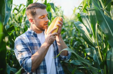 Tarlada olgun mısır koçanları inceleyen çiftçi, güneşli yaz gününün tadını çıkarırken hasatın kalitesini değerlendiriyor.