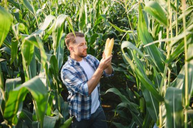 Olgun mısır koçanını tarlada tutan ve inceleyen çiftçi başarılı bir hasat sağlar.