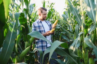 Gün batımında, hasat mevsiminde ekilmiş mısır tarlasında olgun mısır koçanları tutan ve inceleyen çiftçi.
