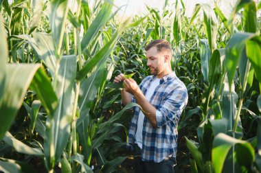 Çiftçi yemyeşil bir alanda mısır yaprağını dikkatlice inceleyerek sağlıklı ürün büyümesini ve potansiyel sorunlara karşı izlenmesini sağlar.