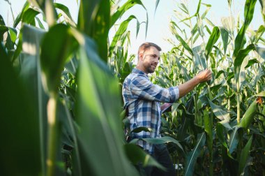 Mısır bitkilerini büyüme ve sağlık için analiz eden çiftçi, tarım alanında hassas tarım teknolojisinden yararlanan
