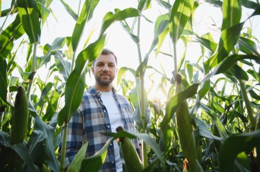 Çiftçinin ekili mısır tarlasında dikilip gün batımında ekinlerini teftiş etmesi, altın güneş ışığıyla aydınlatılması.