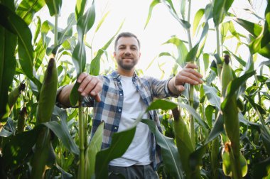 İyi korunmuş bir tarlada gelişen mısır tarlalarını inceleyen mutlu çiftçi, gayretli tarımın ve sürdürülebilir tarım uygulamalarının meyvelerinin tadını çıkarıyor.