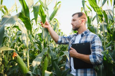 Çiftçi, büyük bir tarım alanında mısır bitkilerinin büyümesini inceliyor, elinde notlar için bir pano tutuyor.