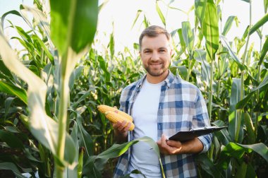 Çiftçi mısır ekinlerini inceliyor, olgun bir koçan ve pano tutuyor, sağlıklı bir büyüme ve başarılı bir hasat sağlıyor.