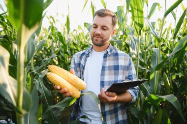 Elinde mısır koçanı ve pano tutan çiftçi, bereketli bir mısır tarlasında, yaz güneşinin altında mahsulleri inceleyerek, kalite ve büyüme garantisi veriyor.