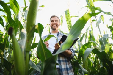 Dijital tablet kullanarak ve verimli tarım uygulamaları için not alarak ekili mısır tarlasında tarım yetiştirmeyi analiz eden mutlu tarımcı.