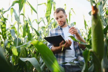 Tarladaki mısır bitkilerini inceleyen çiftçi verimli büyüme ve hasat için notlar alıyor.