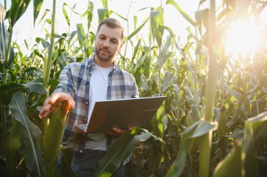 Diz üstü bilgisayar kullanarak mısır büyümesini analiz eden çiftçi, tarımda verimi ve sürdürülebilir tarım uygulamalarını geliştirmek için modern teknoloji uyguluyor
