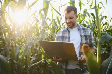 Çiftçi mısır büyümesini izlemek ve analiz etmek için modern teknolojiyi kullanıyor, sürdürülebilir ve verimli tarımı destekliyor