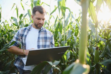Diz üstü bilgisayar kullanarak mısır ekinlerini analiz eden çiftçi, verimi ve sürdürülebilir tarım uygulamalarını geliştirmek için modern hassas tarım teknikleri uyguluyor