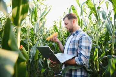 Mısır koçanı inceleyen ve mısır tarlasında veri toplamak için dizüstü bilgisayar kullanan çiftçi hassas tarım teknikleri uyguluyor.