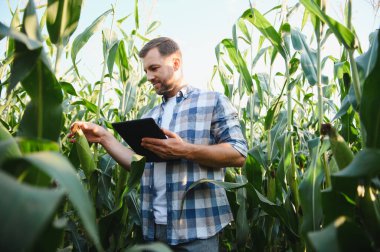 Tarladaki mısır bitkilerini incelerken dijital tablet kullanan çiftçi, modern tarım teknolojileri uyguluyor.