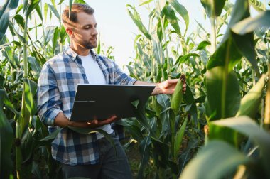 Diz üstü bilgisayar kullanarak mısır bitkisi büyümesini analiz eden çiftçi, verimli ürün yönetimi için modern tarım teknolojileri uyguluyor