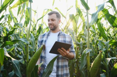 Dijital tablet kullanan çiftçi, canlı bir günbatımı sırasında tarım alanındaki mısır ekinlerini inceleyerek, modern tarım tekniklerini benimsiyor.