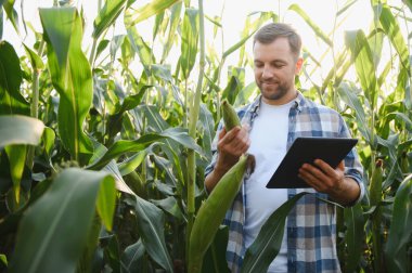 Mısır koçanı tutan ve mısır tarlasında kalite ve büyümeyi denetlemek için dijital tablet kullanan çiftçi