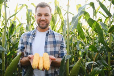 Canlı hasat mevsiminde verimli bir mısır tarlasında gururla dururken olgun mısır koçanları tutan mutlu çiftçi.