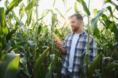 Mutlu çiftçi mısır koçanı tutuyor ve canlı mısır tarlasını hayranlıkla seyrediyor. Gün batımında, çalışmalarının meyvelerini kutluyor.
