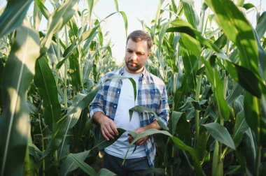 Tarlada yetiştirilen mısır bitkilerini inceleyen çiftçi sağlıklı büyüme ve hasat potansiyelinin değerlendirilmesini sağlıyor.