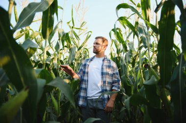 Tarlada mısır saplarını inceleyen çiftçi, sağlıklı büyüme ve hasat potansiyelini hesaplıyor.