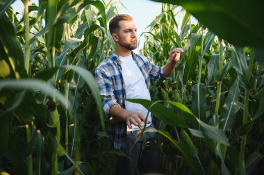 Çiftçi ekili bir tarladaki mısır bitkilerini inceleyerek sağlıklı ve verimli bir hasat sağlıyor.