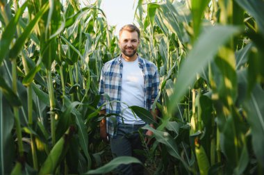 Neşeli bir mısır tarlasında yürüyen, ekinleri inceleyen ve güneşli bir yaz gününde doğanın güzelliğinin tadını çıkaran mutlu bir çiftçi.