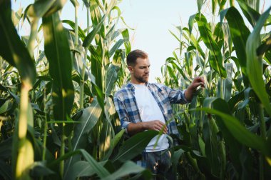 Tarım tarlalarındaki mısır bitkilerini inceleyen çiftçi sağlıklı büyüme ve hasat potansiyelinin değerlendirilmesini sağlıyor.