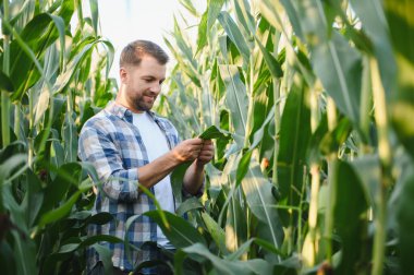 Çiftçi tarım alanındaki mısır yaprağının büyümesini dikkatlice kontrol ederek, sağlıklı ürün gelişimini sağlıyordu.