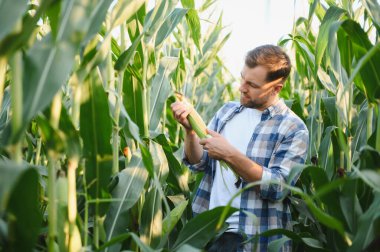 Canlı bir tarlada mısır koçanı teftiş eden çiftçi yaz güneşinin tadını çıkarırken bereketli ve sağlıklı bir mahsul sağlıyor.