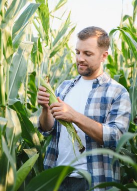 Çiftçi gün batımında ekili bir tarlada mısır koçanı teftiş ediyor. Hasat için sağlıklı bir ürün sağlıyor.