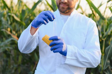 Laboratuvar önlüğü ve eldiven giyen tarım bilimcileri mısır tanelerini mısır tarlasında analiz için test tüpüne atıyorlar.