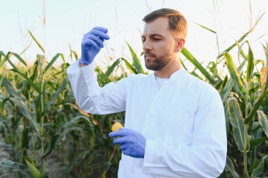 Tarım bilimcileri, en uygun büyüme ve verimi sağlamak için bir test tüpü ve bilimsel uzmanlık kullanarak mısır ürünleri üzerinde kalite kontrol testleri yürütüyor.