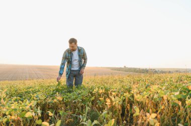Tarladaki soya bitkilerini inceleyen çiftçi, altın saat içindeki büyüme ve sağlığı değerlendiriyor.