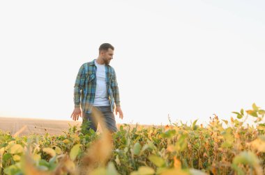 Çiftçi soya tarlasında gün batımında yürüyor, ekinleri inceliyor ve altın saatin tadını çıkarıyor.