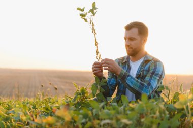 Gün batımında ekili bir tarlada soya bitkisini inceleyen çiftçi, ekinlerinin büyümesini ve sağlığını kontrol ediyor.