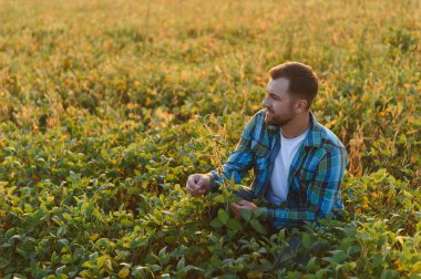 Genç çiftçi ekili bir tarlada soya bitkilerinin büyümesini kontrol ediyor, batan güneşin altın ışığının tadını çıkarıyor.