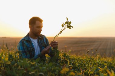 Gün batımında ekili bir tarlada soya bitkisini inceleyen çiftçi, tarım uygulamaları ve mahsul yetiştirme çalışmaları sergiliyor.