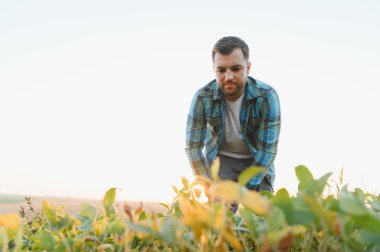 Genç çiftçi, ekilmiş bir tarlada soya bitkilerinin büyümesini inceliyor, batan güneşin sıcacık parıltısıyla banyo yapıyor.