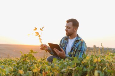 Güneş batarken ekilmiş bir alanda dijital tablet kullanarak soya bitkisinin büyümesini analiz eden çiftçi tarım teknolojisi sergiliyor.