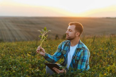 Soya bitkisinin büyümesini analiz eden çiftçi gün batımında ekilmiş bir tarlada bir tablet kullanırken, tarım teknolojisi ve mahsul izleme