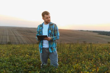 Pano tutan çiftçi günbatımında tarlada ekilmiş soya bitkilerini analiz ederek sürdürülebilir tarımın kalite kontrolünü sağlıyor.